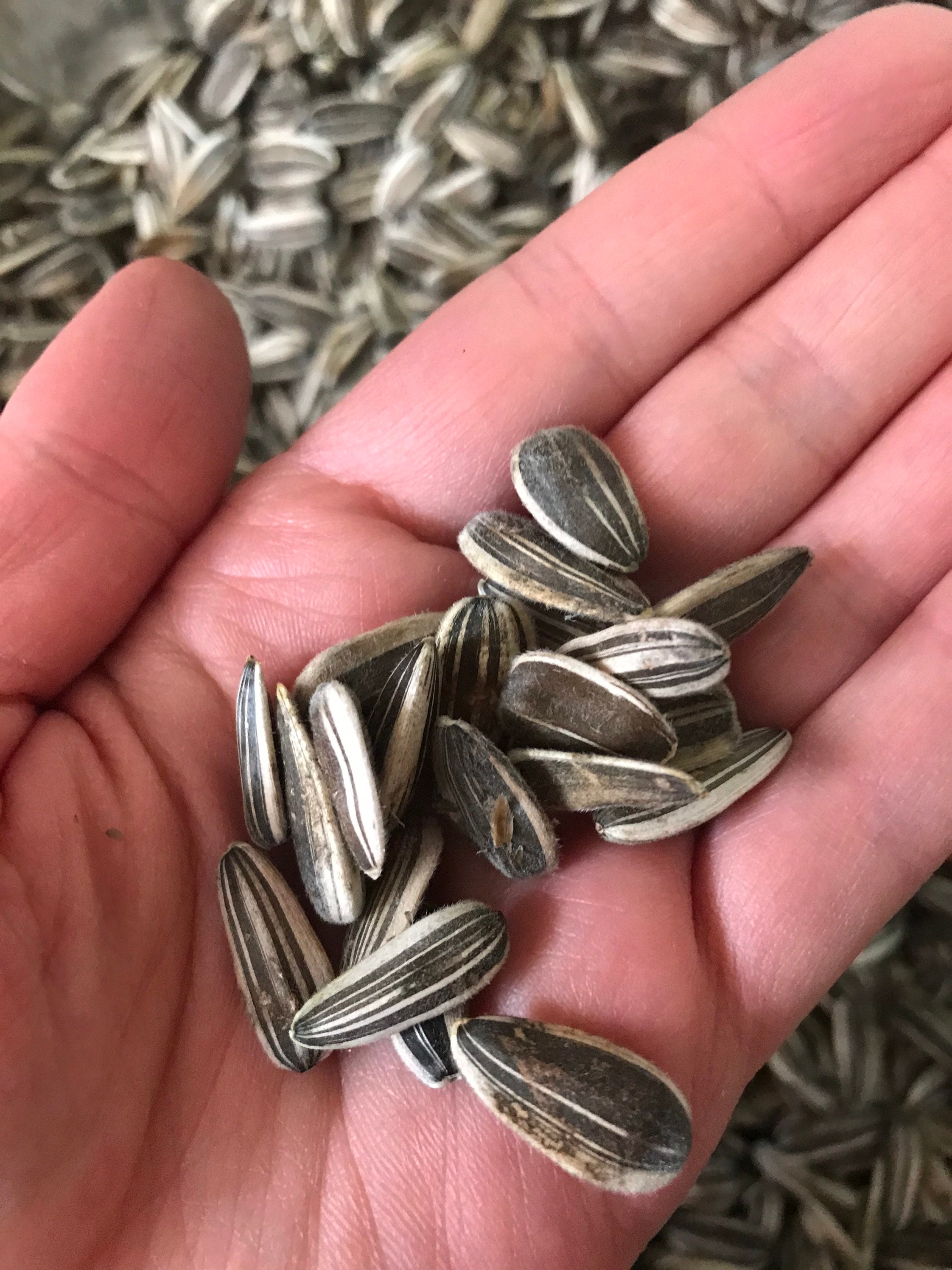 Titan Sunflower Super Tall Giant 1416 Blooms 20 Seeds Etsy