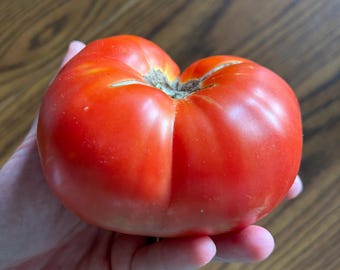 Wood’s Famous Brimmer Tomato - Heirloom - Organic - 20 Seeds