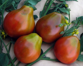 Black Trifele Tomato - Organic - 20 Seeds