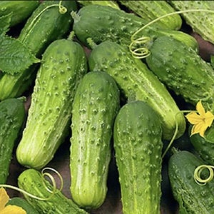 Boston Pickling Cucumber - Organic - 40 Seeds