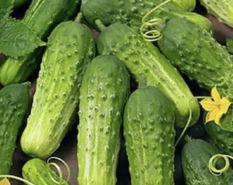 Boston Pickling Cucumber - Organic - 40 Seeds