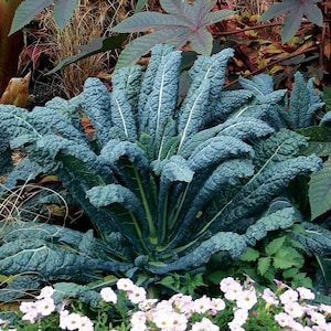 Lacinato - Dinosaur Kale - 100 Seeds