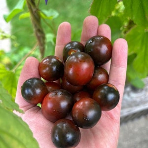 Midnight Snack Cherry Tomato - Heirloom - Organic - 20 Seeds