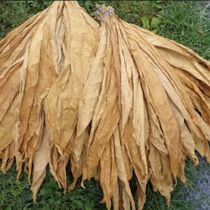Virginia Bright Leaf Tobacco - Organic - Fast Growing - 500 Seeds