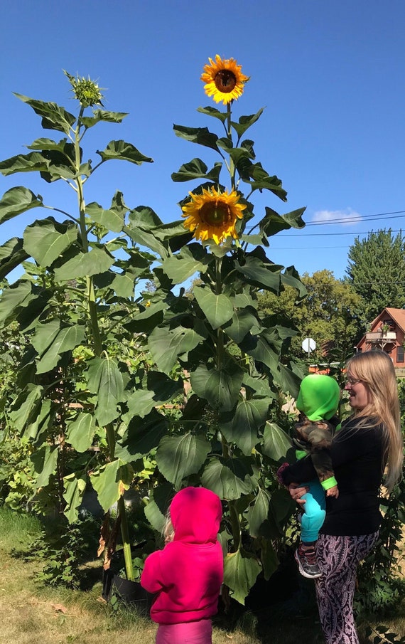 Sunzilla Sunflower - Tall - Giant 12”+ Blooms - 20 Seeds - Etsy
