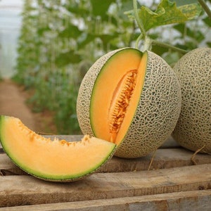 Sugar- Kiss Melon - Cantaloupe - 10 Seeds