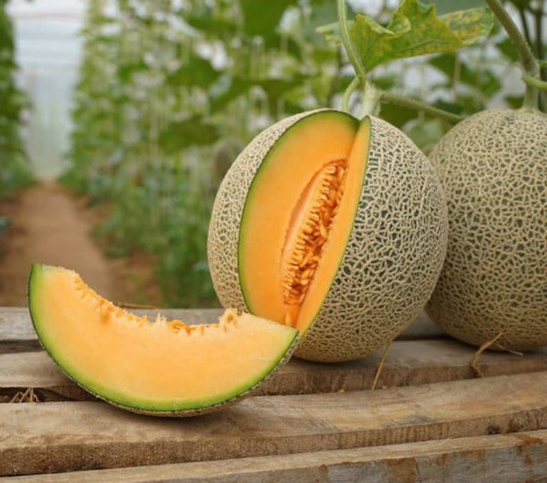 Sugar Kiss Melon Cantaloupe 10 Seeds Etsy