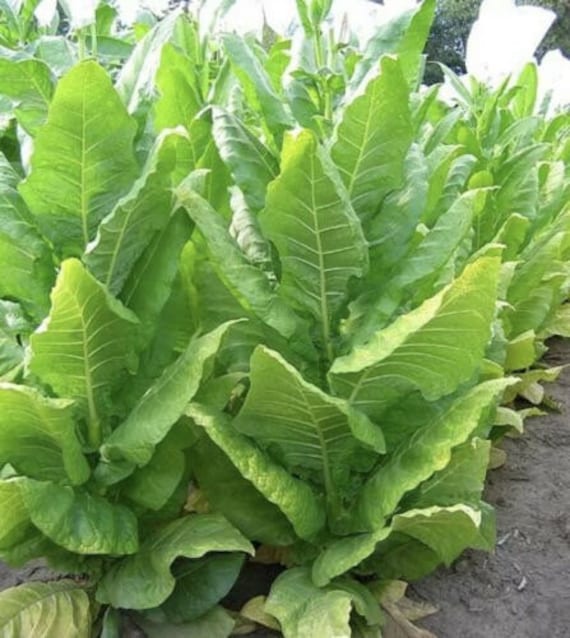 Golden Burley Tobacco - Organic - Unique Flowers - Heavy Producer - 500  Seeds