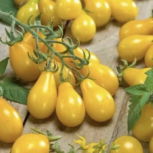 Yellow Pear Tomato - Heirloom - Organic - 20 Seeds