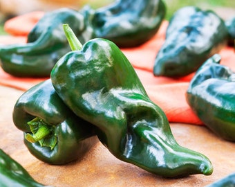 Ancho Poblano Hot Pepper - Organic - 20 Seeds