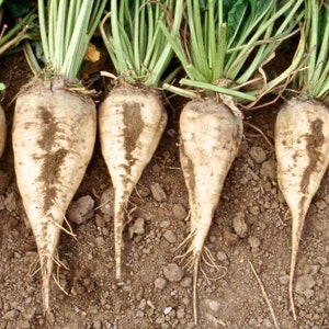 Sugar Beet - 50 Seeds