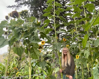 Tawnee’s Sunflower - 12.5ft Tall - 20 Seeds