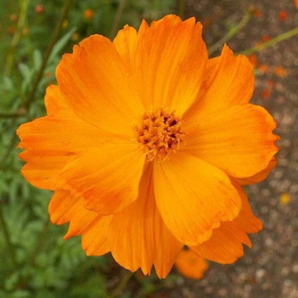 Tall Orange Sulphur Cosmos - 40” - Annual - 20 Seeds