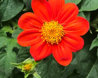 Red Torch Mexican Sunflower - Annual - 20 Seeds