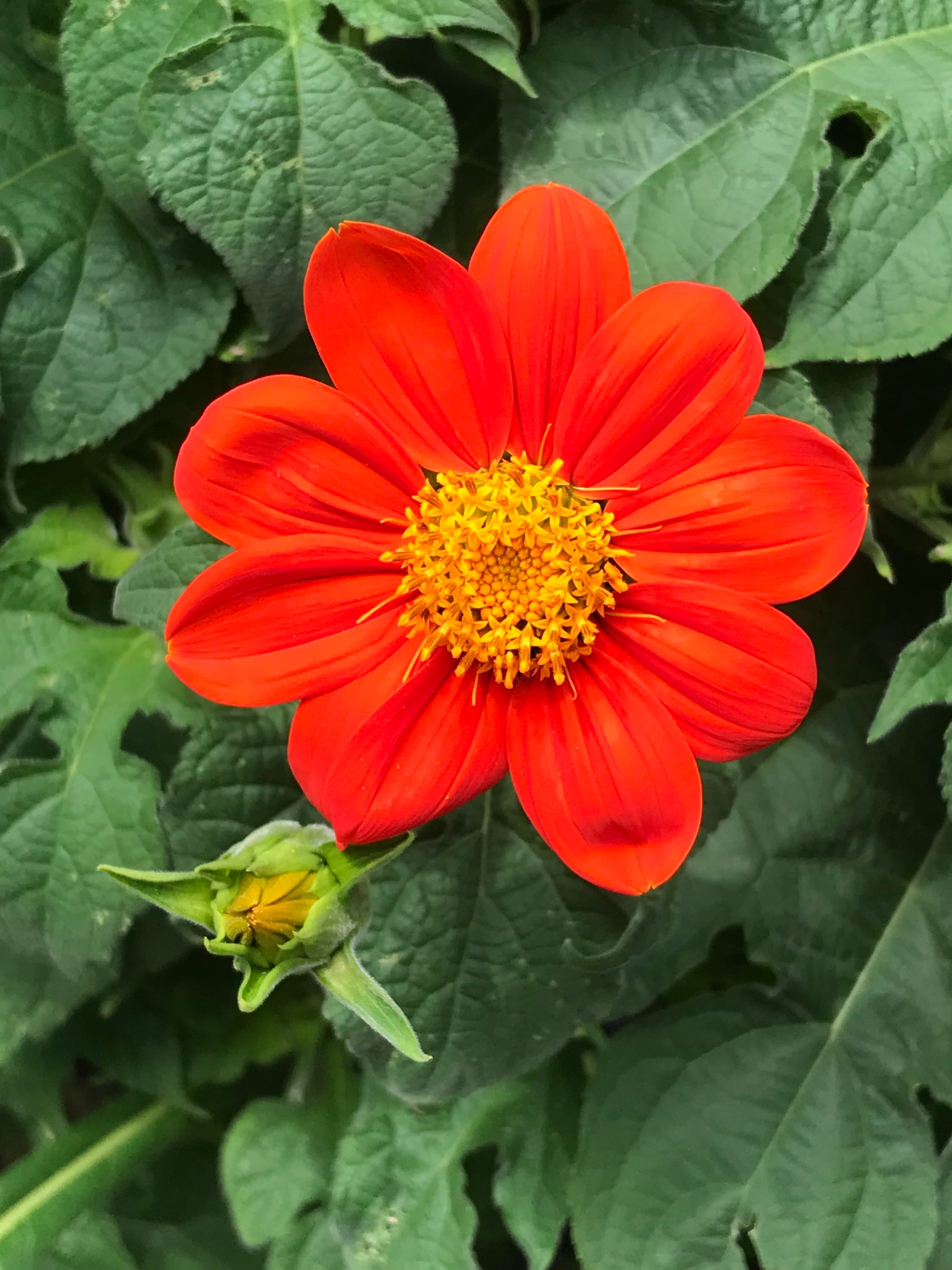 Red Torch Mexican Sunflower - Annual - 20 Seeds