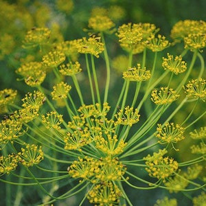 Bouquet Dill - Organic - 100 Seeds