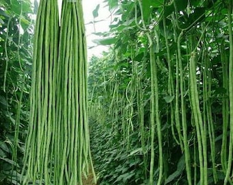 Taiwan Yard Long Beans - 20 Seeds