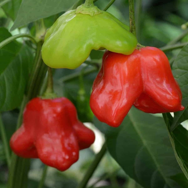 Mad Hatter Sweet Pepper - 10 Seeds