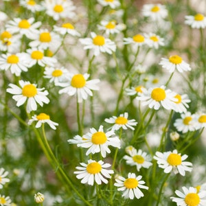 Common German Chamomile - 200 Seeds