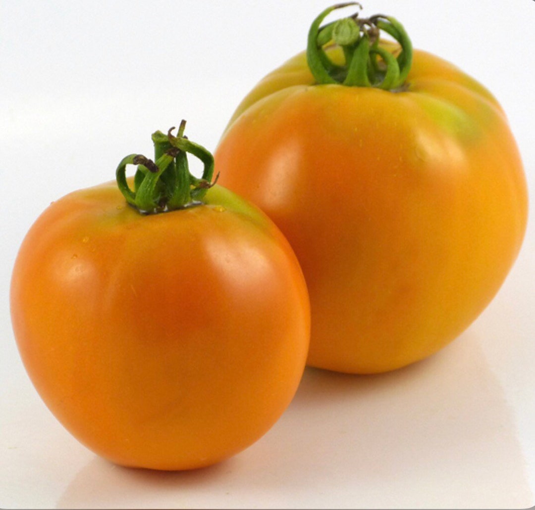 Amish Gold Slicer Tomato Organic Heirloom 20 Seeds Etsy
