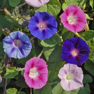 Tall Morning Glory - 150” - Annual - 50 Seeds