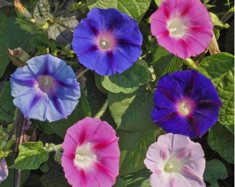 Tall Morning Glory - 150” - Annual - 50 Seeds