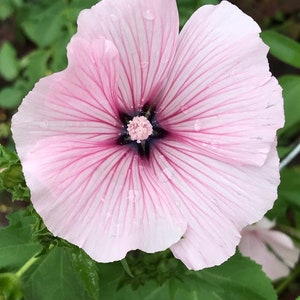 May include: A close-up of a light pink flower with dark pink veins radiating from a dark purple center. Water droplets are visible on the petals. Green leaves are in the background.