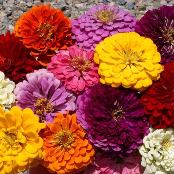 Dahlia Flowered Zinnia Mix - 36” - Annual - 40 Seeds