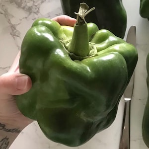 Jumbo Green Bell Pepper - Organic - 20 Seeds