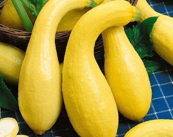 May include: Bright yellow squash with curved necks and tapered bodies. Several squash are arranged, some in a woven basket, others scattered on a blue and white checkered surface. The squash have a smooth texture and a vibrant color.