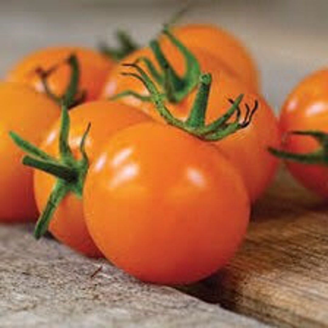 Sun Sugar Cherry Tomato 20 Seeds - Etsy