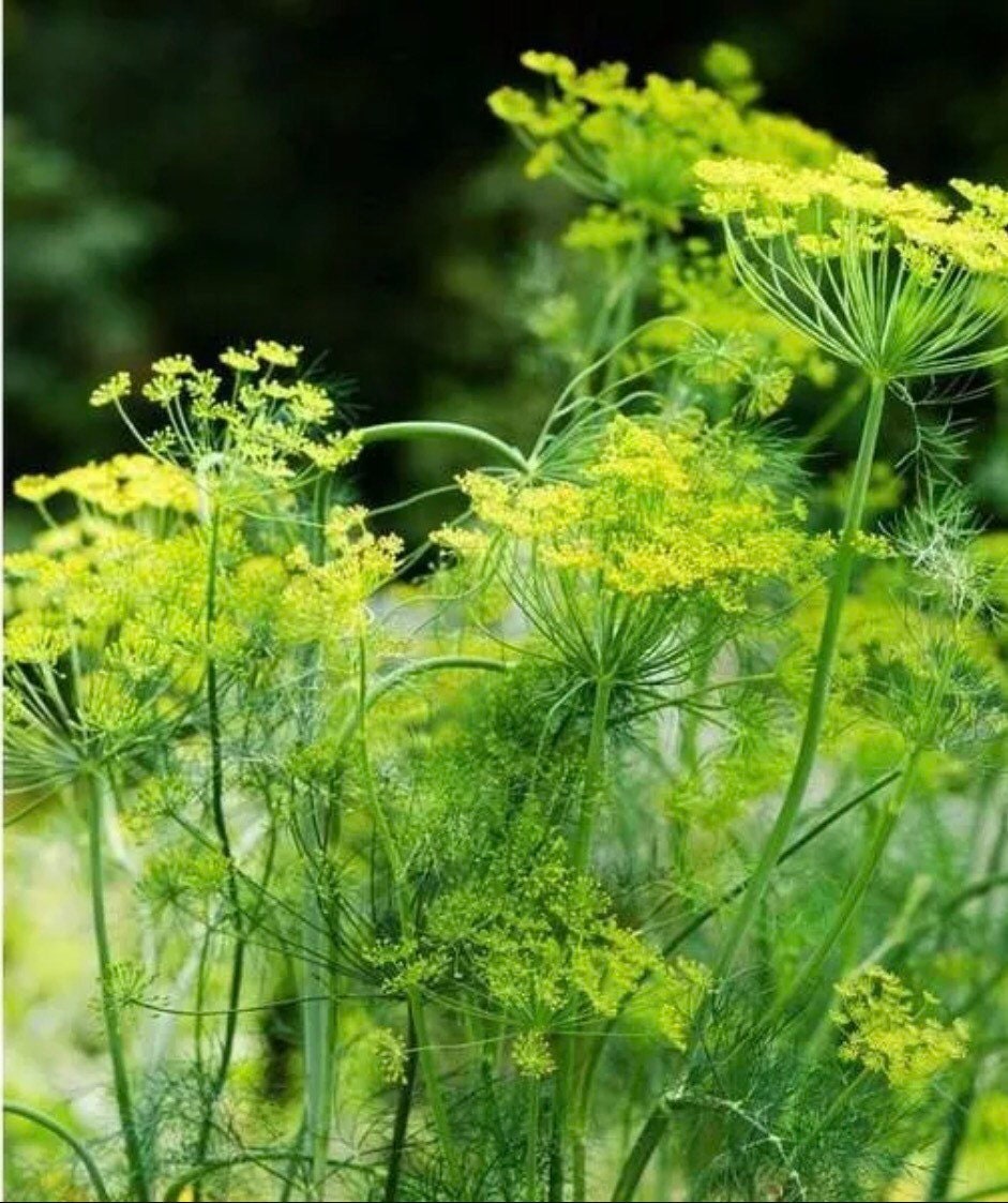 Long Island Mammoth Dill Organic 100 Seeds Etsy