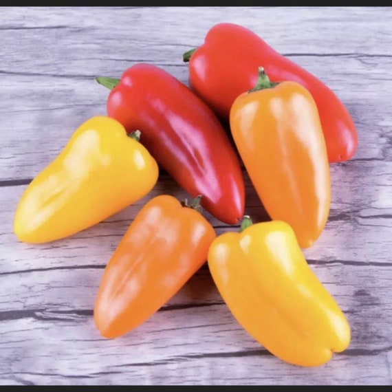 Lunchbox Sweet Pepper - Organic - Heirloom - 20 Seeds