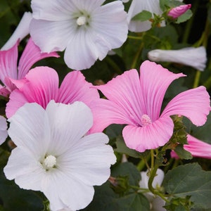 May include: Close-up of pink and white flowers with delicate petals. The flowers are in bloom and have a soft, feminine appearance.