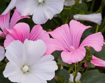 Tree Mallow - 36” - Annual - 20 Seeds