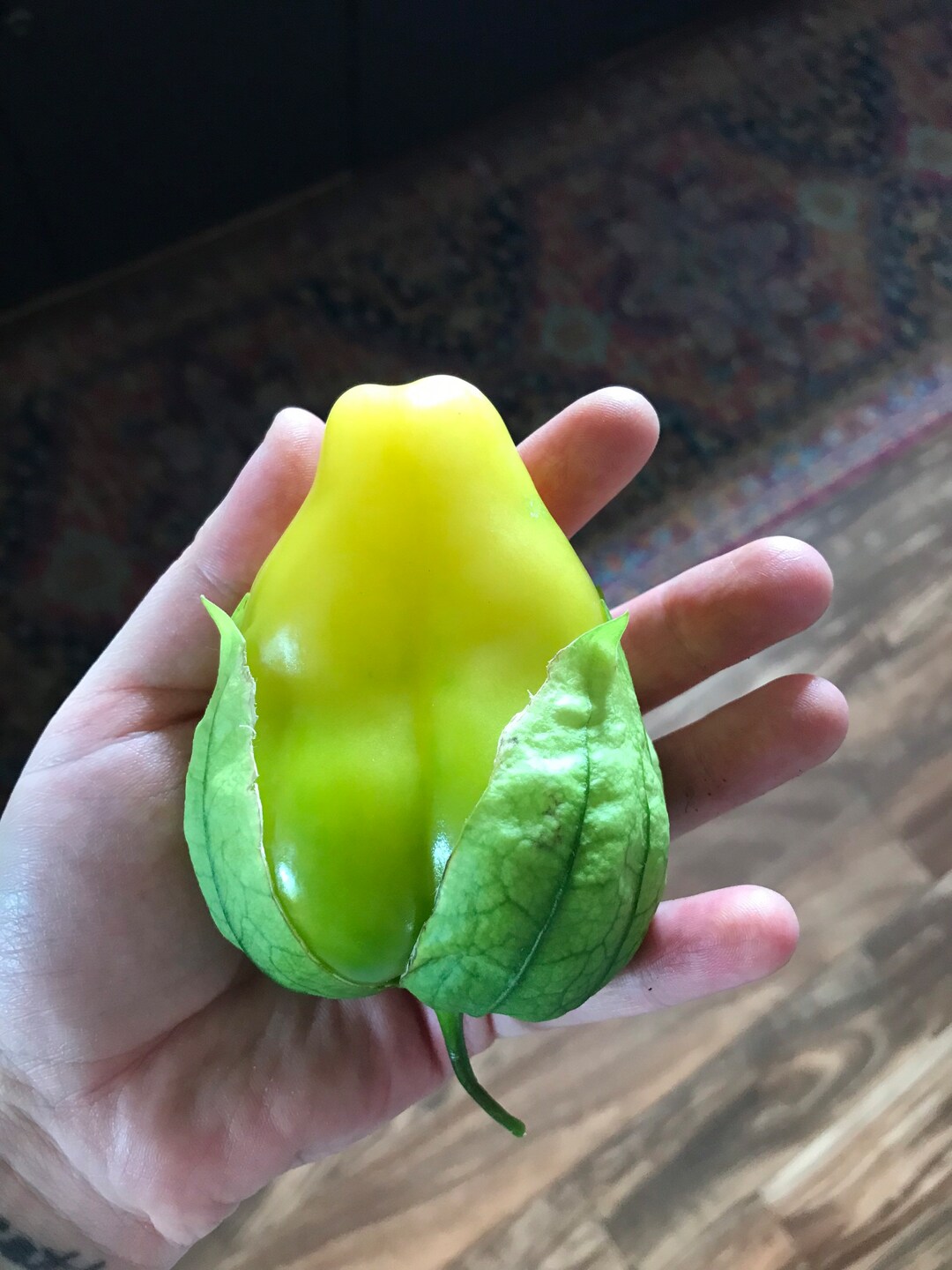 Queen of Malinalco Tomatillo Heirloom 10 Seeds Etsy