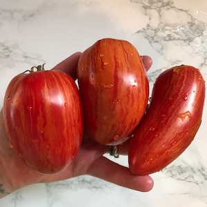 Striped Roman Tomato - Organic - Heirloom - 20 Seeds