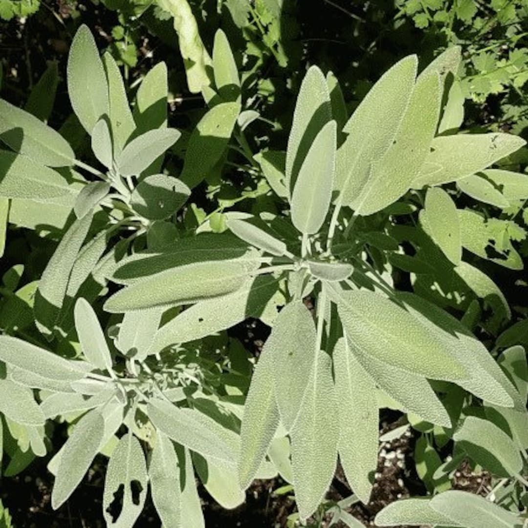 Broadleaf Sage Herb - 20 Seeds - Etsy