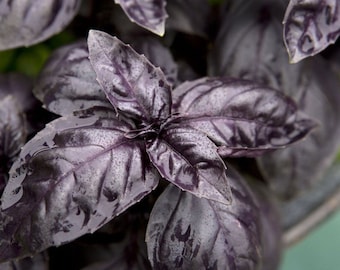 Dark Opal Basil - 50 Seeds