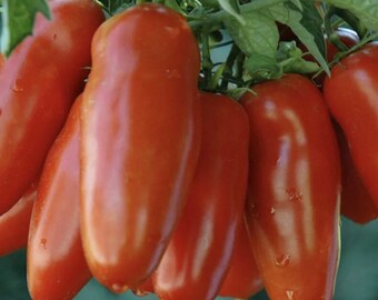 San Marzano Tomato - Heirloom - Organic - 20 Seeds