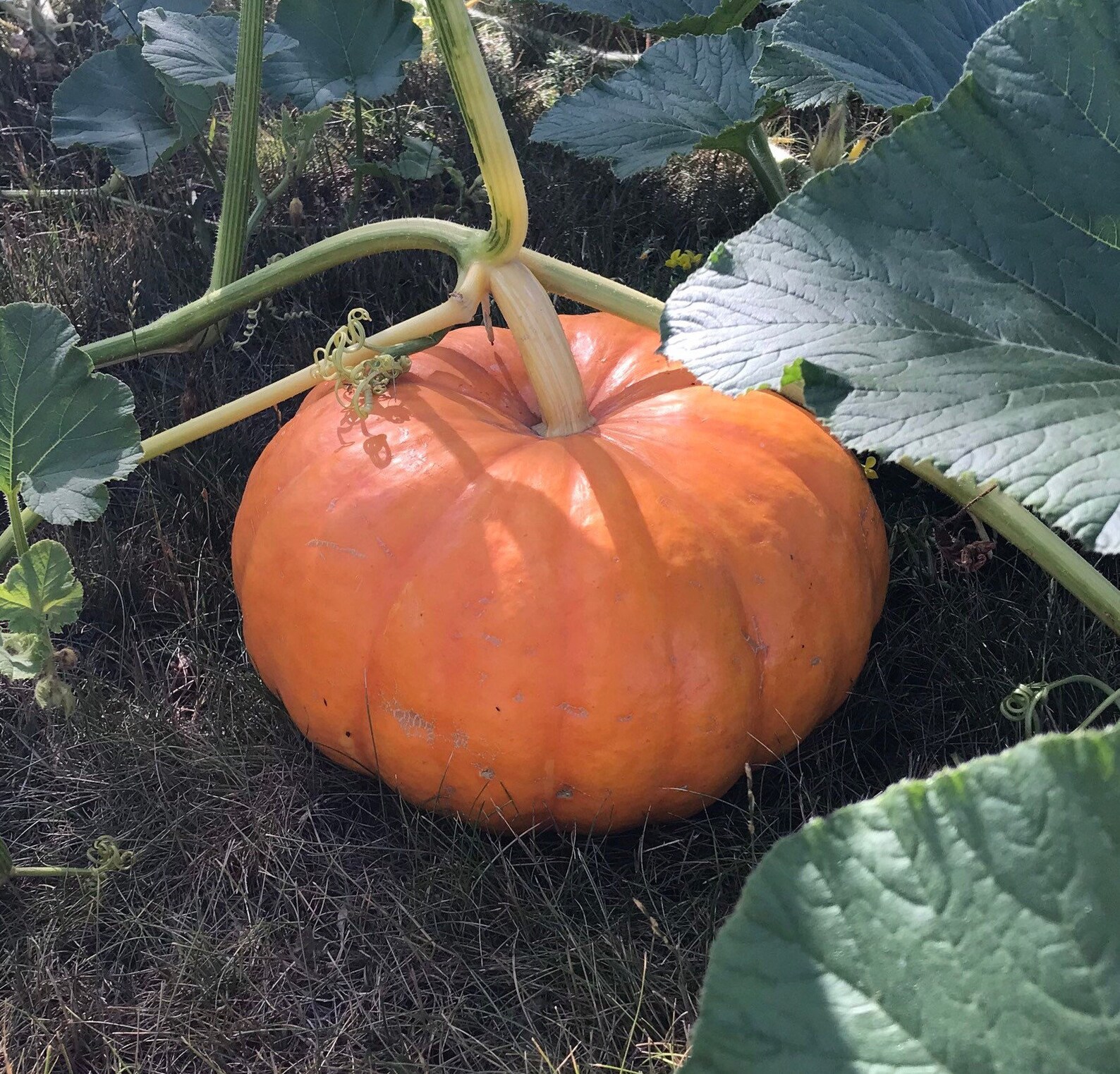 Cinderella Pumpkin Organic 7 Seeds Etsy