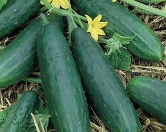 Spacemaster Cucumber - Organic - 40 Seeds