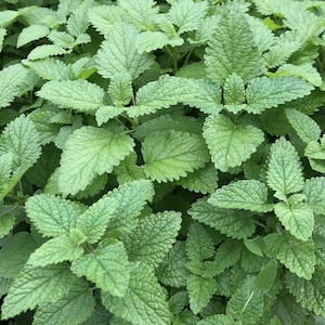 Lemon Balm - Perennial Herb - 200 Seeds