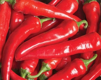 Large Red Thick Cayenne Hot Chili Pepper - Organic - 20 Seeds