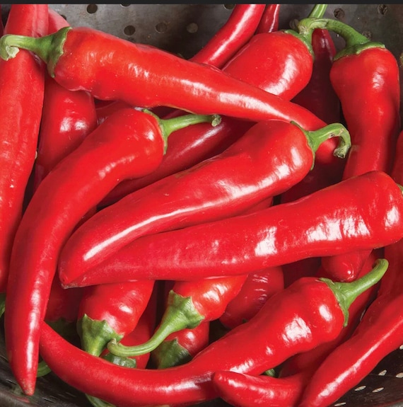 Large Red Thick Cayenne Hot Chili Pepper Organic 20 Seeds Etsy