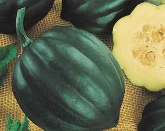 May include: A close-up of several dark green acorn squash. The squash are on a burlap background with green leaves.
