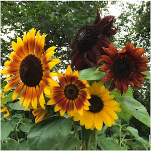 Autumn Beauty Sunflower - 20 Seeds