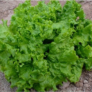 Waldman’s Green Leaf Lettuce - 100 Seeds