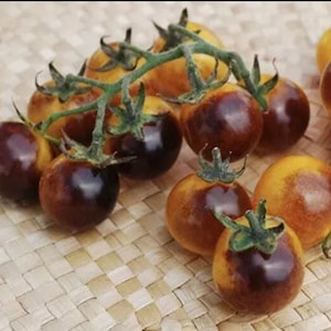 Blue Gold Berries Cherry Tomato - Heirloom - Organic - 20 Seeds