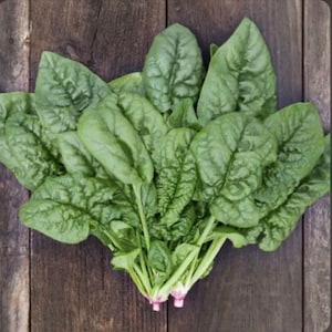 Bloomsdale Spinach - Organic - 100 Seeds